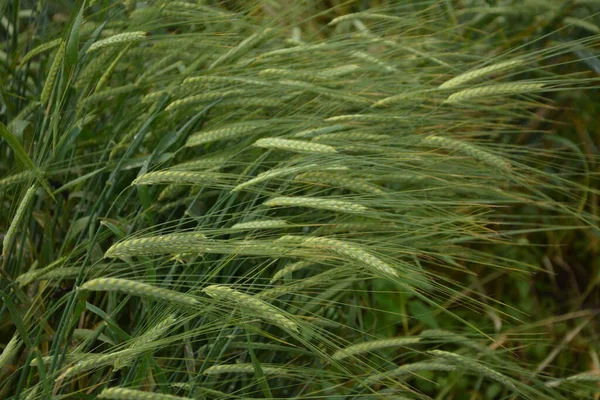 Grüne Ähren Von Gerste Auf Einem Feld Mit Leuchtend Grünem — Stockfoto