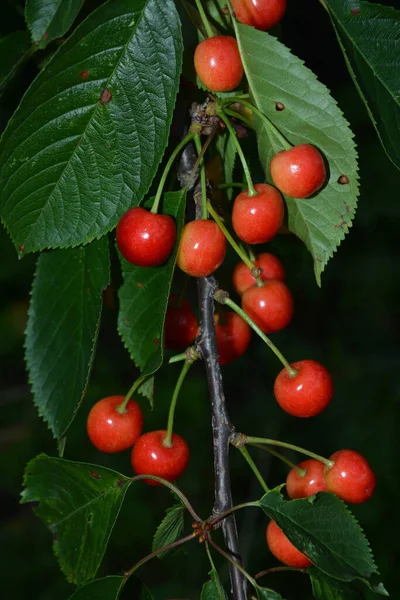 Dunkle Kirschzweige Mit Grünen Blättern Der Sommersaison Kirschbaum Mit Reifen — Stockfoto