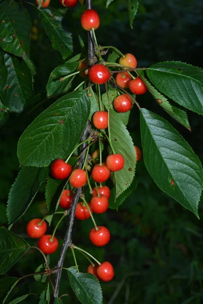 Dark Cherry Branches Green Leafs Summer Season Cherry Tree Ripe — Stock Photo, Image