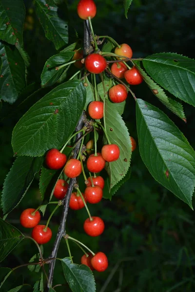 Dunkle Kirschzweige Mit Grünen Blättern Der Sommersaison Kirschbaum Mit Reifen — Stockfoto