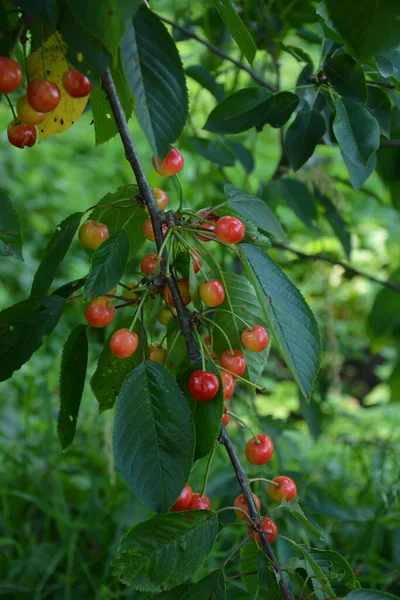 Ramas Cerezo Oscuro Con Hojas Verdes Temporada Verano Cerezo Con — Foto de Stock