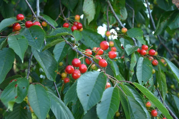 Třešňové Větve Zelenými Listy Letním Období Třešňový Strom Zralými Třešněmi — Stock fotografie