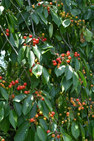 Třešňové Větve Zelenými Listy Letním Období Třešňový Strom Zralými Třešněmi — Stock fotografie