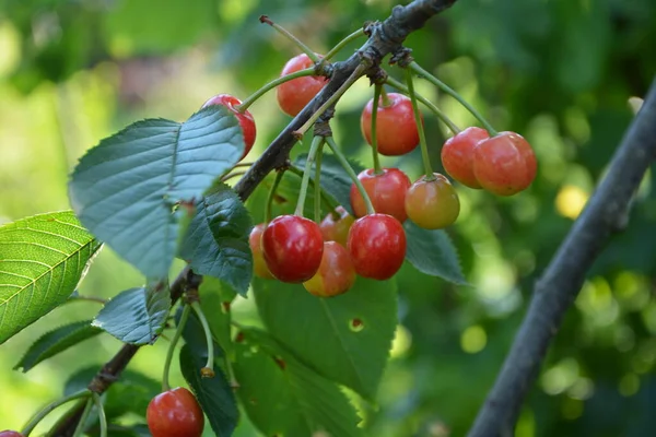 Dark Cherry Branches Green Leafs Summer Season Cherry Tree Ripe Stock Picture