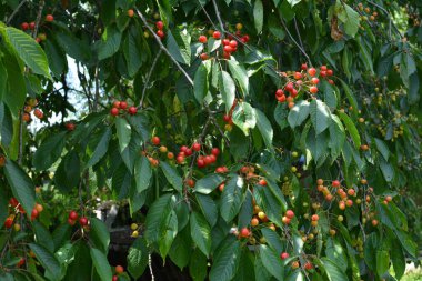 Yaz mevsiminde yeşil yapraklı koyu kiraz dalları. Olgun kirazlı kiraz ağacı.