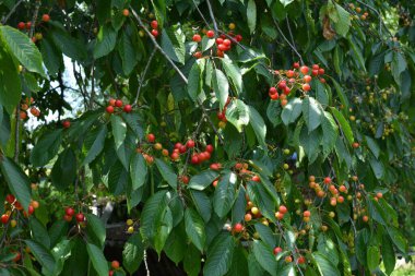 Yaz mevsiminde yeşil yapraklı koyu kiraz dalları. Olgun kirazlı kiraz ağacı.