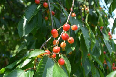 Yaz mevsiminde yeşil yapraklı koyu kiraz dalları. Olgun kirazlı kiraz ağacı.