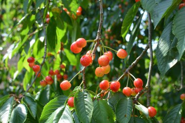Yaz mevsiminde yeşil yapraklı koyu kiraz dalları. Olgun kirazlı kiraz ağacı.