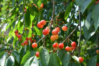 Yaz mevsiminde yeşil yapraklı koyu kiraz dalları. Olgun kirazlı kiraz ağacı.