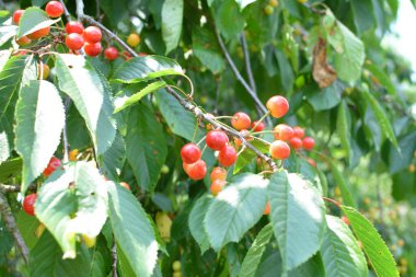Yaz mevsiminde yeşil yapraklı koyu kiraz dalları. Olgun kirazlı kiraz ağacı.