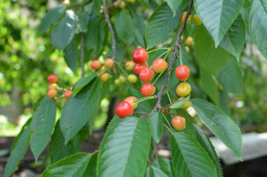 Yaz mevsiminde yeşil yapraklı koyu kiraz dalları. Olgun kirazlı kiraz ağacı.