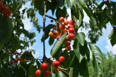 Yaz mevsiminde yeşil yapraklı koyu kiraz dalları. Olgun kirazlı kiraz ağacı.