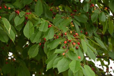 Yaz mevsiminde yeşil yapraklı koyu kiraz dalları. Olgun kirazlı kiraz ağacı.