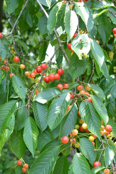 Ramas Cerezo Oscuro Con Hojas Verdes Temporada Verano Cerezo Con — Foto de Stock