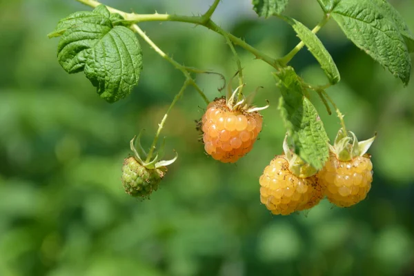 Lots Red Ripe Yellow Raspberries Bush Close Fresh Organic Berries — Stock Photo, Image