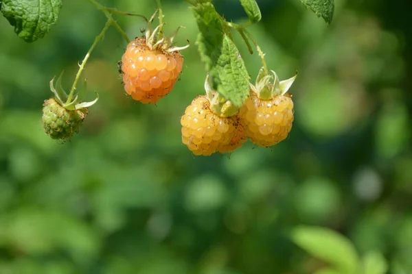 Lots Red Ripe Yellow Raspberries Bush Close Fresh Organic Berries — Stock Photo, Image