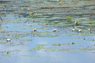Gölde beyaz nilüferler. Sudaki mavi gökyüzünün yansıması. Ukrayna 'nın doğası.