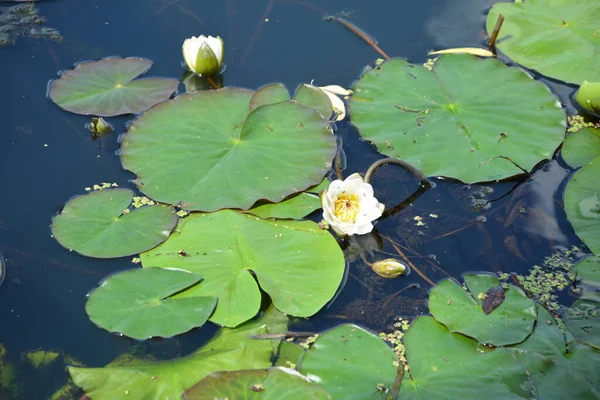 Bunga Lili Air Putih Kolam Refleksi Langit Biru Dalam Air — Stok Foto