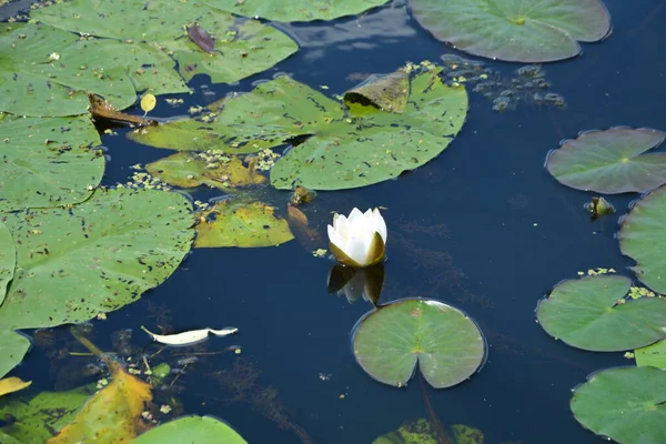 Bunga Lili Air Putih Kolam Refleksi Langit Biru Dalam Air — Stok Foto