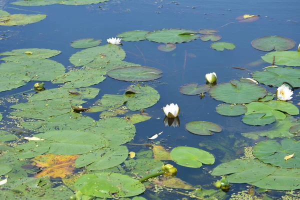 White water lilies in a pond. Reflection of the blue sky in the water. nature of Ukraine.