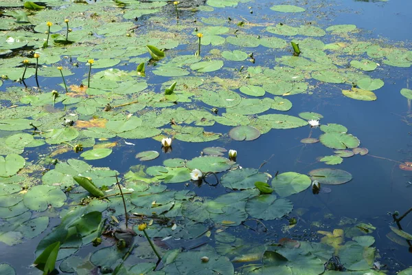 연못에 백합화가 있어요 하늘을 연상시키는 것이다 우크라 이나의 — 스톡 사진