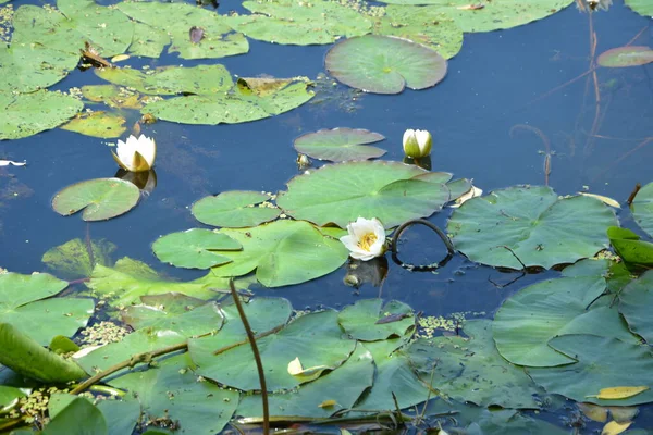 Bunga Lili Air Putih Kolam Refleksi Langit Biru Dalam Air — Stok Foto