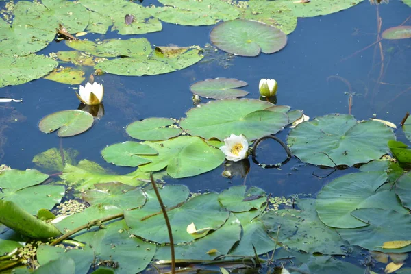 Ninfee Bianche Uno Stagno Riflessione Del Cielo Blu Nell Acqua — Foto Stock