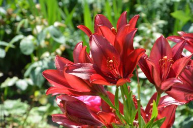 Baharda bahçede kırmızı zambak açar. Büyük kırmızı zambak çiçeği, makroda çiçek açan güzel kırmızı zambak. Yeşil arka planda renkli bir bitki. Büyük karaciğer ve erkek organlar..