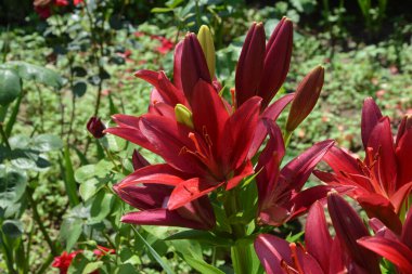 Baharda bahçede kırmızı zambak açar. Büyük kırmızı zambak çiçeği, makroda çiçek açan güzel kırmızı zambak. Yeşil arka planda renkli bir bitki. Büyük karaciğer ve erkek organlar..