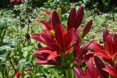 Baharda bahçede kırmızı zambak açar. Büyük kırmızı zambak çiçeği, makroda çiçek açan güzel kırmızı zambak. Yeşil arka planda renkli bir bitki. Büyük karaciğer ve erkek organlar..