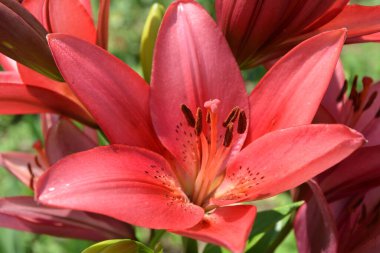 Baharda bahçede kırmızı zambak açar. Büyük kırmızı zambak çiçeği, makroda çiçek açan güzel kırmızı zambak. Yeşil arka planda renkli bir bitki. Büyük karaciğer ve erkek organlar..