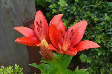 Baharda bahçede kırmızı zambak açar. Büyük kırmızı zambak çiçeği, makroda çiçek açan güzel kırmızı zambak. Yeşil arka planda renkli bir bitki. Büyük karaciğer ve erkek organlar..