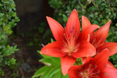 Baharda bahçede kırmızı zambak açar. Büyük kırmızı zambak çiçeği, makroda çiçek açan güzel kırmızı zambak. Yeşil arka planda renkli bir bitki. Büyük karaciğer ve erkek organlar..
