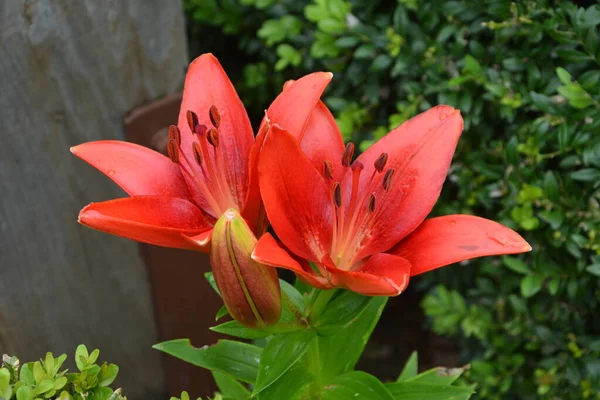 Baharda Bahçede Kırmızı Zambak Açar Büyük Kırmızı Zambak Çiçeği Makroda — Stok fotoğraf