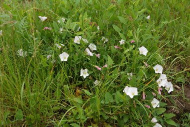 İlçede pembe çiçek açan bağyosunu çiçekleri (Convolvulus arvensis)