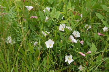 İlçede pembe çiçek açan bağyosunu çiçekleri (Convolvulus arvensis)