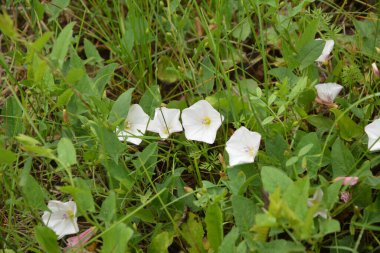 İlçede pembe çiçek açan bağyosunu çiçekleri (Convolvulus arvensis)