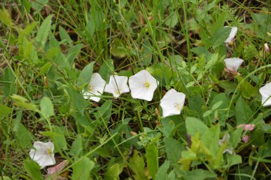 İlçede pembe çiçek açan bağyosunu çiçekleri (Convolvulus arvensis)