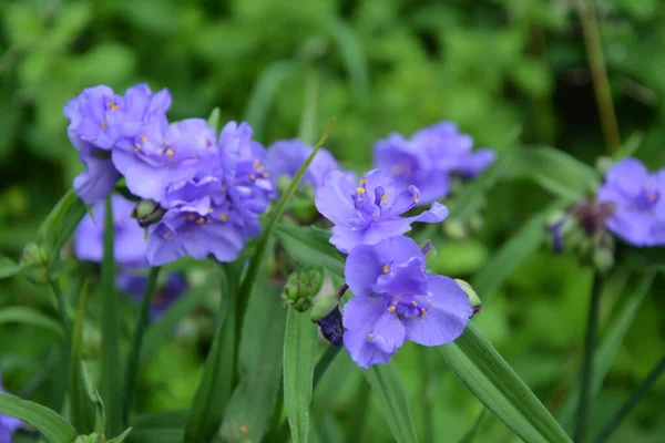 Фиолетовые Трехлепестковые Цветки Многолетнего Травянистого Растения Паука Tradescantia Virginiana — стоковое фото