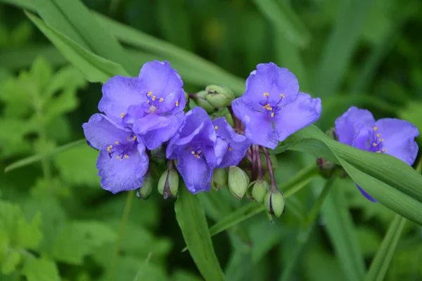 Tradescantia Tiro Cerca Bosque Purple Flores Tres Pétalos Spiderwort Tradescantia — Foto de Stock