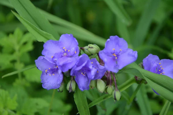 Tradescantia Tiro Cerca Bosque Purple Flores Tres Pétalos Spiderwort Tradescantia — Foto de Stock