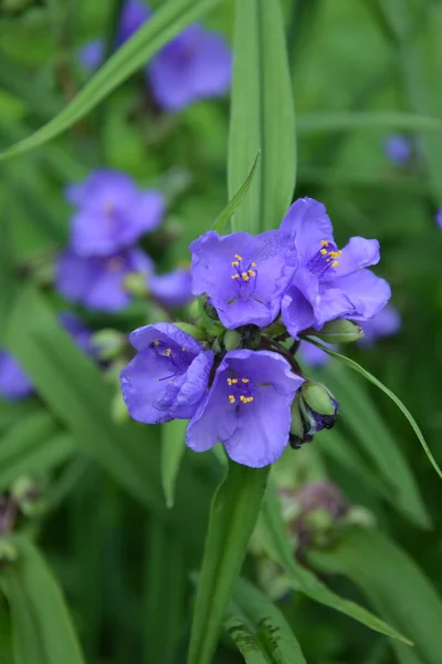 Tradescantia Zbliżenie Strzał Lasie Fioletowe Kwiaty Trzypłatkowe Pająka Tradescantia Virginiana — Zdjęcie stockowe