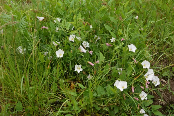 Flores Campo Flores Rosadas Convolvulus Arvensis Condado —  Fotos de Stock