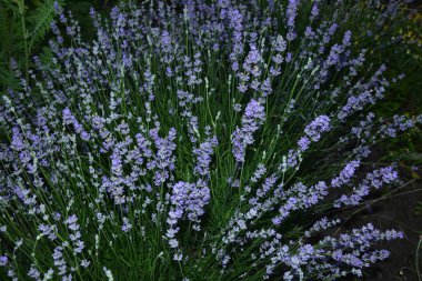 Lavanta çiçeği tarlası, çiçek açan mor kokulu lavanta çiçekleri. Büyüyen lavanta, gün batımı gökyüzünde sallanıyor, hasat, parfüm bileşeni, aromateryal terapisi. Lavanta tarlası, parfüm malzemesi.