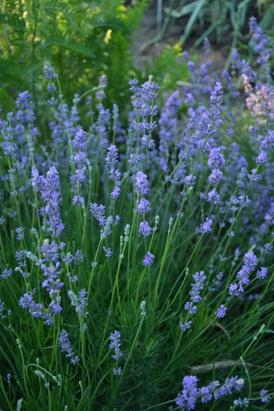 Campo Flores Lavanda Flor Violeta Fragante Flores Lavanda Crecimiento Lavanda — Foto de Stock