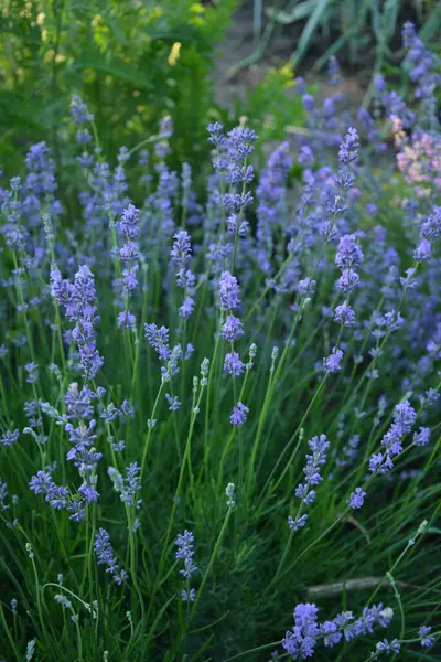 Campo Flores Lavanda Flor Violeta Fragante Flores Lavanda Crecimiento Lavanda — Foto de Stock