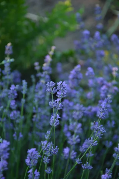 Campo Flores Lavanda Flores Lavanda Perfumadas Violeta Flor Lavanda Crescente — Fotografia de Stock