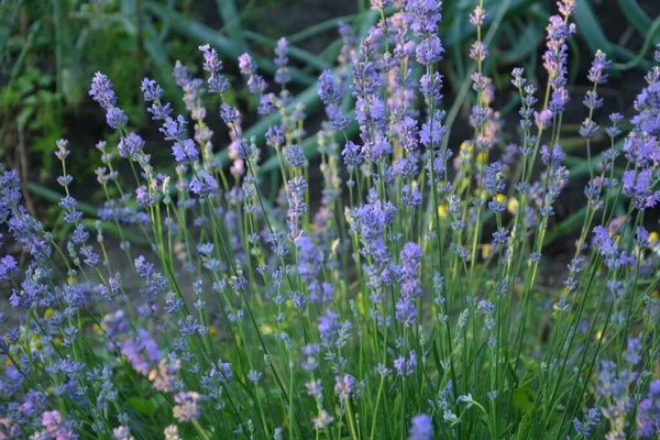 Campo Flores Lavanda Flor Violeta Fragante Flores Lavanda Crecimiento Lavanda — Foto de Stock