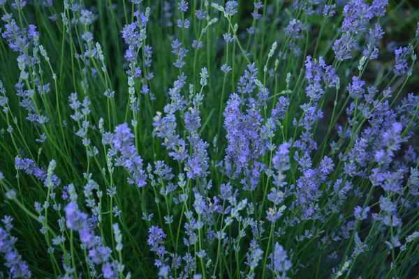 Campo Flores Lavanda Flor Violeta Fragante Flores Lavanda Crecimiento Lavanda — Foto de Stock