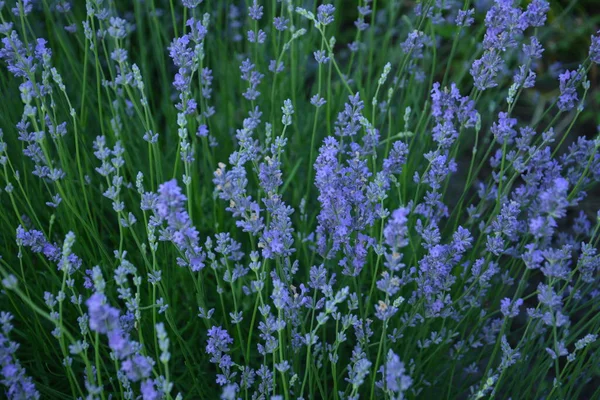 Campo Flores Lavanda Flores Lavanda Perfumadas Violeta Flor Lavanda Crescente — Fotografia de Stock